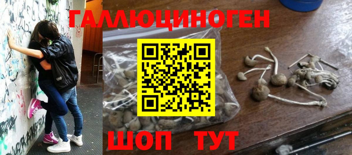 Псилоцибиновые грибы прущие грибы Новоалтайск